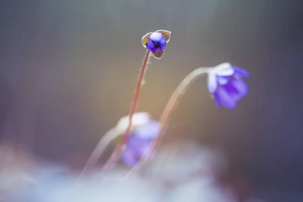 Hermosa Flor Anémona Azul Suelo Del Bosque Primavera Profundidad Campo —  Fotos de Stock