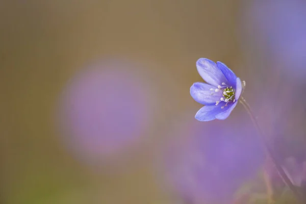 Hermosa Flor Anémona Azul Suelo Del Bosque Primavera Profundidad Campo — Foto de Stock