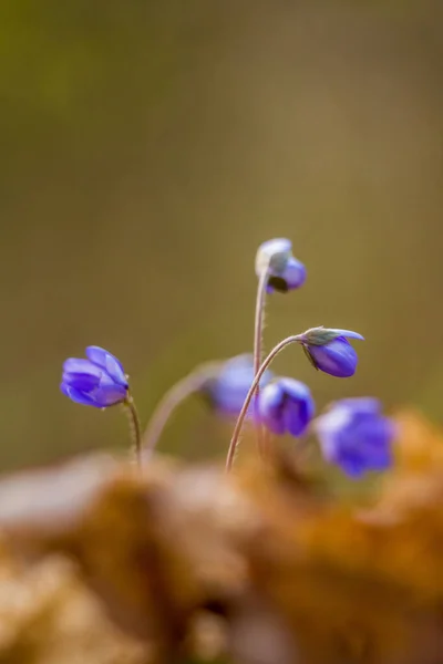 Hermosa Flor Anémona Azul Suelo Del Bosque Primavera Profundidad Campo — Foto de Stock