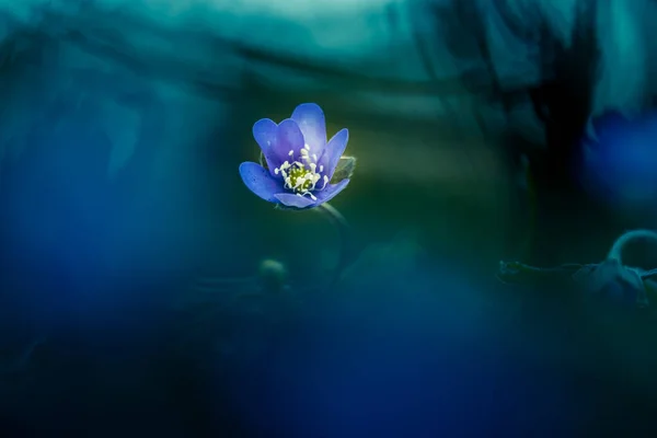 春の森の地面に美しい青いイソギンチャクの花 フィールドの浅い深さ 大きな負のスペース 北ヨーロッパの自然生息地でのヨモギ — ストック写真