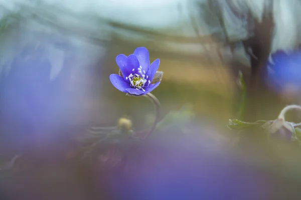 Bela Flor Anêmona Azul Solo Floresta Primavera Profundidade Campo Rasa — Fotografia de Stock