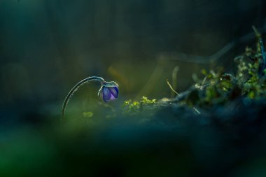 Bahar ormanı zemininde güzel mavi şakayık çiçeği. Sığ alan derinliği, geniş negatif alan. Kuzey Avrupa 'da doğal yaşam alanında karaciğer otu.