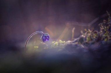 Bahar ormanı zemininde güzel mavi şakayık çiçeği. Sığ alan derinliği, geniş negatif alan. Kuzey Avrupa 'da doğal yaşam alanında karaciğer otu.