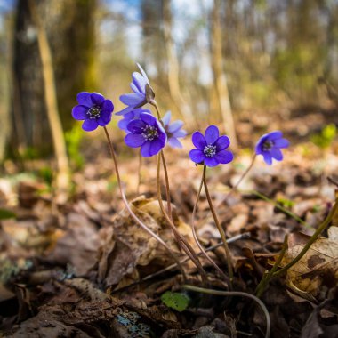 İlkbaharda orman zemininde açan güzel mavi bir kanarya çiçeği. Doğal ortamda Anemone hepatikası. Kuzey Avrupa 'nın güneşli bahar manzarası.