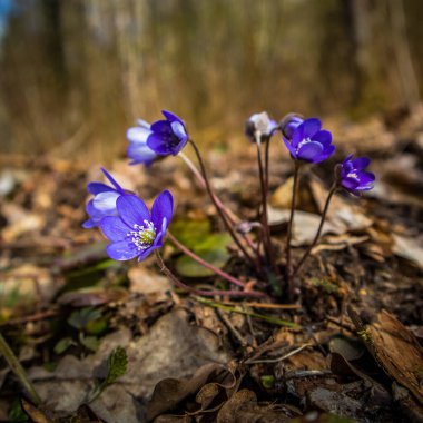 İlkbaharda orman zemininde açan güzel mavi bir kanarya çiçeği. Doğal ortamda Anemone hepatikası. Kuzey Avrupa 'nın güneşli bahar manzarası.