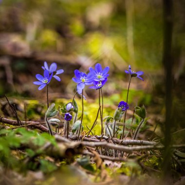 İlkbaharda orman zemininde açan güzel mavi bir kanarya çiçeği. Doğal ortamda Anemone hepatikası. Kuzey Avrupa 'nın güneşli bahar manzarası.