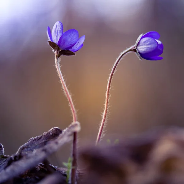 Belle Fleur Anémone Bleue Sur Sol Forestier Printanier Profondeur Champ — Photo
