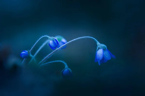 Krásná Modrá Sasanka Květina Jarní Lesní Půdě Hloubka Pole Velký — Stock fotografie