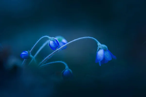 Beautiful Blue Anemone Flower Spring Forest Ground Shallow Depth Field — Stock Photo, Image