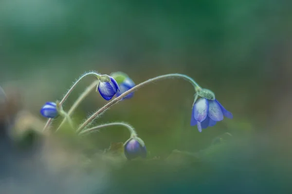 Όμορφο Μπλε Άνθος Ανεμώνης Στο Έδαφος Του Δάσους Άνοιξη Βάθος — Φωτογραφία Αρχείου