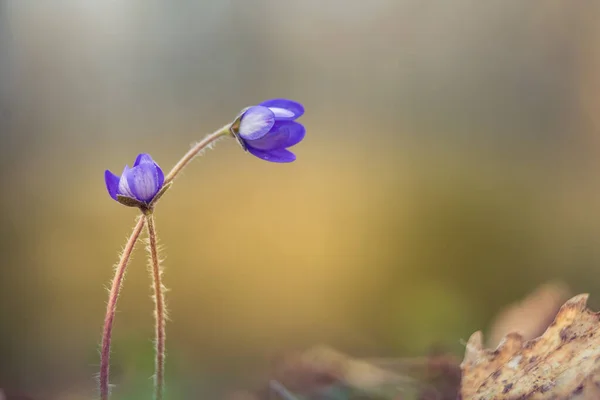 Hermosa Flor Anémona Azul Suelo Del Bosque Primavera Profundidad Campo — Foto de Stock