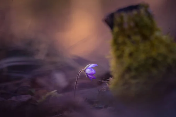 Schöne Blaue Anemonenblüte Auf Dem Frühlingswaldboden Flache Schärfentiefe Großer Negativer — Stockfoto