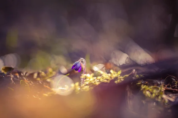 Beautiful Blue Anemone Flower Spring Forest Ground Shallow Depth Field — Stock Photo, Image