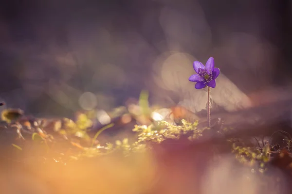 Bela Flor Anêmona Azul Solo Floresta Primavera Profundidade Campo Rasa — Fotografia de Stock