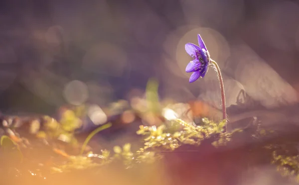 Hermosa Flor Anémona Azul Suelo Del Bosque Primavera Profundidad Campo — Foto de Stock