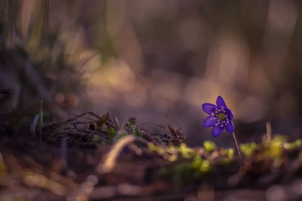 Schöne Blaue Anemonenblüte Auf Dem Frühlingswaldboden Flache Schärfentiefe Großer Negativer — Stockfoto