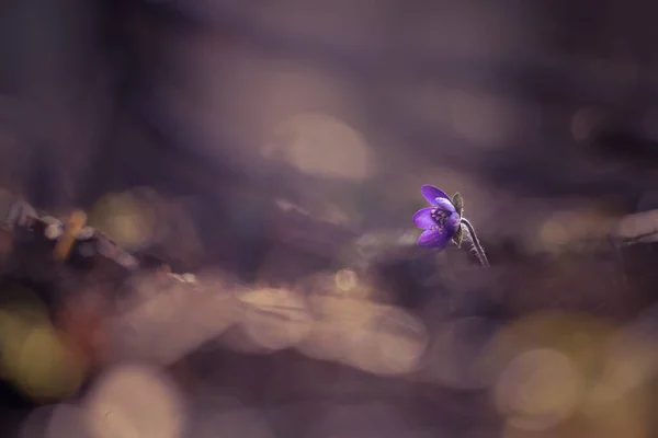 지대에 아름다운 말미잘 꽃이다 공간의 깊이를 측정하고 공간을 만듭니다 북유럽 — 스톡 사진
