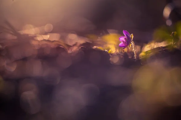 Beautiful Blue Anemone Flower Spring Forest Ground Shallow Depth Field — Stock Photo, Image