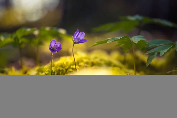 Piękne Niebieskie Viverwort Kwiaty Kwitnące Ziemi Lasu Wiosną Anemone Hepatica — Zdjęcie stockowe