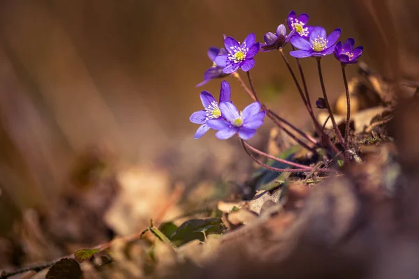 Une Belle Viverwort Bleu Fleurit Sur Sol Forestier Printemps Anemone — Photo