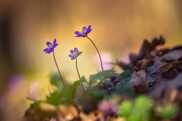 Beautiful Blue Viverwort Flowers Blossoming Forest Ground Spring Anemone Hepatica — Stock Photo, Image