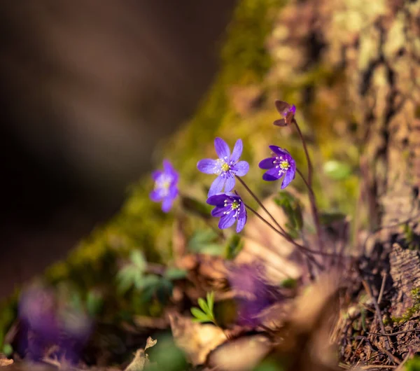 春天的时候 在森林里盛开了一朵美丽的蓝色越野花 天然栖息地中的海葵肝病 北欧阳光明媚的春天风景 — 图库照片