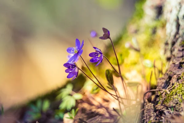 Une Belle Viverwort Bleu Fleurit Sur Sol Forestier Printemps Anemone — Photo