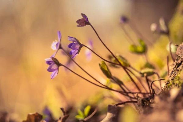 Una Hermosa Viverwort Azul Flores Que Florecen Suelo Del Bosque — Foto de Stock