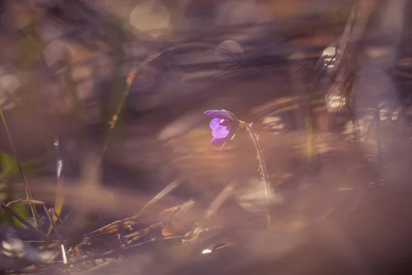 Lkbaharda Orman Zemininde Açan Güzel Mavi Bir Kanarya Çiçeği Doğal — Stok fotoğraf