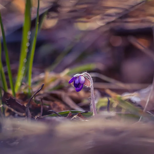 Яскраві Блакитні Квітки Квітучі Лісовій Землі Навесні Anemone Hepatica Природному — стокове фото