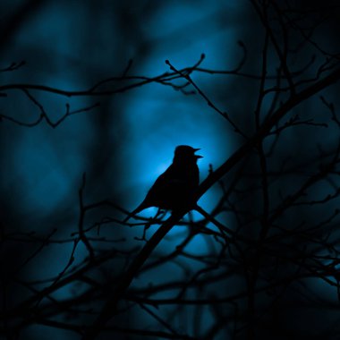 Gökyüzüne karşı güzel bir kuş silueti. Kuzey Avrupa 'nın kuşlarıyla bahar manzarası.