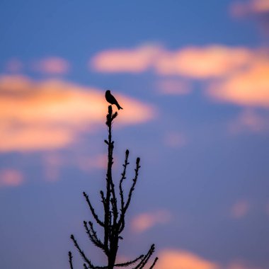 Gökyüzüne karşı güzel bir kuş silueti. Kuzey Avrupa 'nın kuşlarıyla bahar manzarası.
