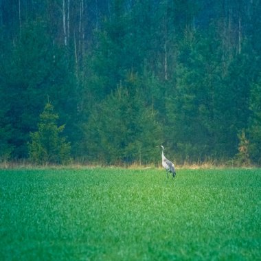 Bahar yağmuru sırasında tarlada güzel gri turnalar. Kuzey Avrupa 'nın kuşlarıyla doğal bahar manzarası.