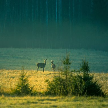Yabani geyik sürüsü uzaktaki çayırlarda otluyor. Kuzey Avrupa 'da bahar sabahı manzarası.