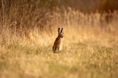 A beautiful brown hare in the spring meadow. Springtime scenery with local animals in natural habitat in Northern Europe.
