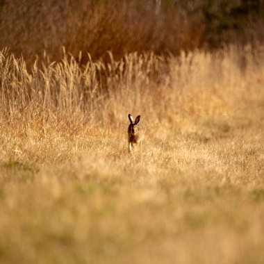 A beautiful brown hare in the spring meadow. Springtime scenery with local animals in natural habitat in Northern Europe.