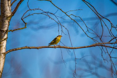 A beautiful small singing bird sitting on the branch. Springtime scenery with a bird during the nesting season in Northern Europe.