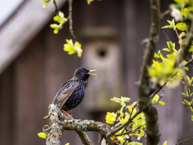 A beautiful common starling nesting in the garden. Starling singing and nesting in the spring. Beautiful spring scenery with a bird.