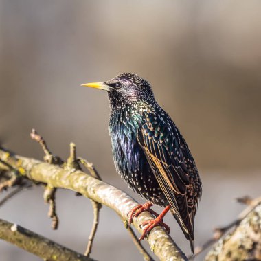 A beautiful common starling nesting in the garden. Starling singing and nesting in the spring. Beautiful spring scenery with a bird.