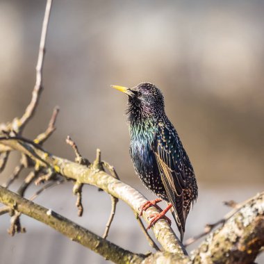 A beautiful common starling nesting in the garden. Starling singing and nesting in the spring. Beautiful spring scenery with a bird.