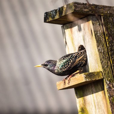 A beautiful common starling nesting in the garden. Starling singing and nesting in the spring. Beautiful spring scenery with a bird.