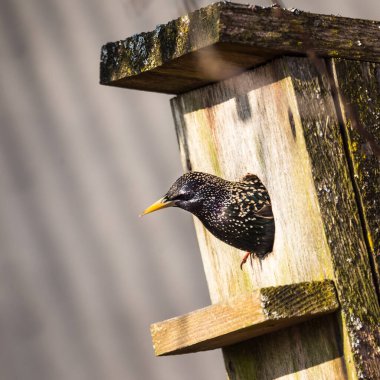 A beautiful common starling nesting in the garden. Starling singing and nesting in the spring. Beautiful spring scenery with a bird.