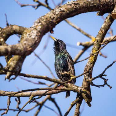 A beautiful common starling nesting in the garden. Starling singing and nesting in the spring. Beautiful spring scenery with a bird.