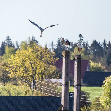 Beautiful white stork in the spring. Ciconia ciconia large birds during the nesting season in Northern Europe.