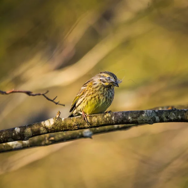 A beautiful small singing bird sitting on the branch. Springtime scenery with a bird during the nesting season in Northern Europe.