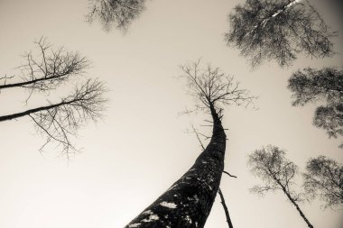 İlkbaharda yeni açmış güzel huş ağaçları. Yeni yeşil huş ağacı sabah ışığında ayrılıyor. Kuzey Avrupa 'nın bahar manzarası.