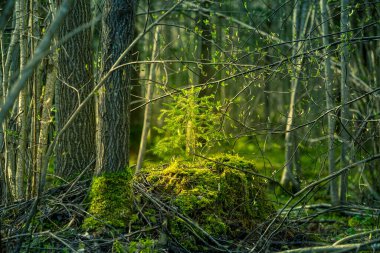 Çam ağaçları olan güzel bir orman manzarası. Kuzey Avrupa 'nın ilkbahar ormanlarında firavun ağacı.