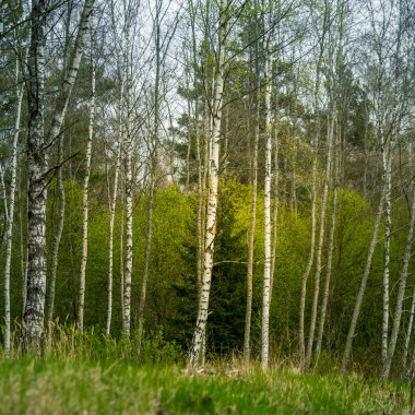 Baharın sonlarında güzel bir orman manzarası. Kuzey Avrupa 'da bahar mevsiminde gündoğumu sırasında ormanlık alanlar.