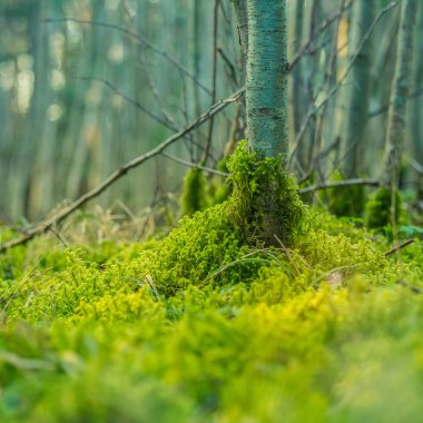 İlkbaharda ormanda büyüyen güzel ağaçlar. Orman ağaçlarının alçak manzaralı manzarası. Kuzey Avrupa 'da ilkbahar ağaç kütükleri manzarası.