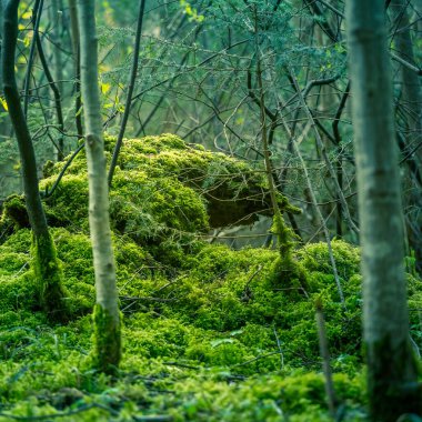 İlkbaharda ormanda büyüyen güzel ağaçlar. Orman ağaçlarının alçak manzaralı manzarası. Kuzey Avrupa 'da ilkbahar ağaç kütükleri manzarası.